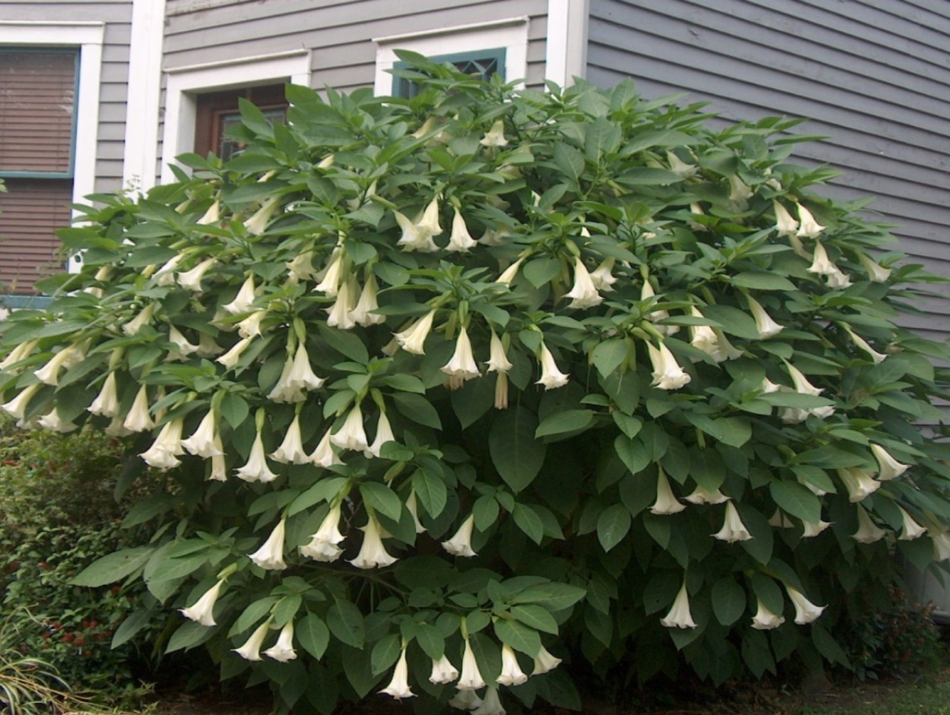 Online Plant Guide Brugmansia arborea / Angel's Trumpet